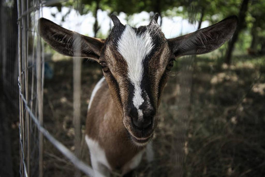 Agriturismo Miracco Atanasio Franco "Il Maniero" Santa Sofia d'Epiro Kültér fotó
