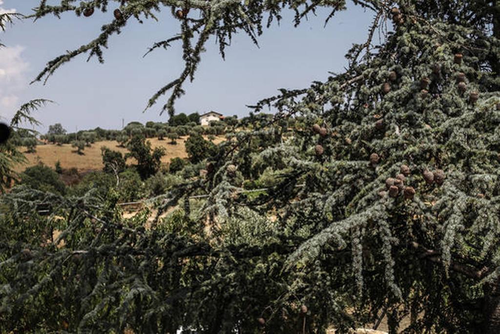 Agriturismo Miracco Atanasio Franco "Il Maniero" Santa Sofia d'Epiro Kültér fotó