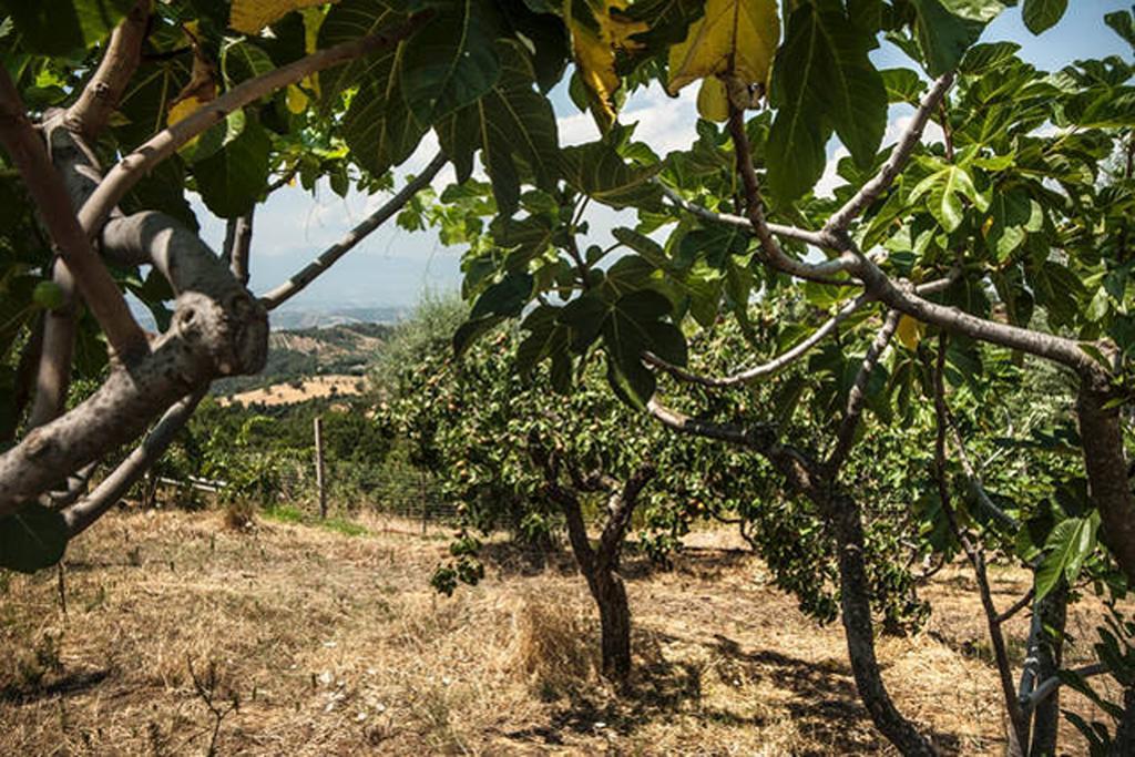 Agriturismo Miracco Atanasio Franco "Il Maniero" Santa Sofia d'Epiro Kültér fotó
