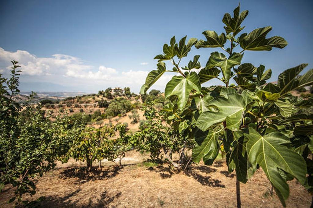 Agriturismo Miracco Atanasio Franco "Il Maniero" Santa Sofia d'Epiro Kültér fotó